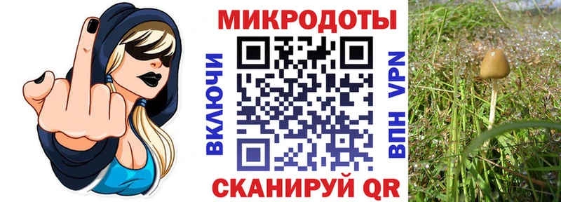 Галлюциногенные грибы Psilocybe  купить   Поворино 